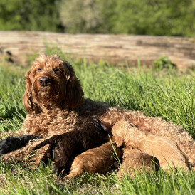 Cockapoo - Dogs