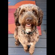 Cockapoo - Dogs