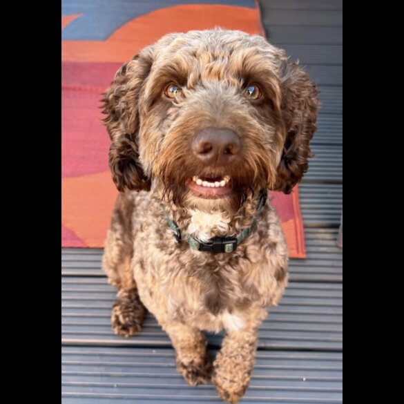 Cockapoo - Dogs