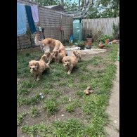 Goldendoodle - Both