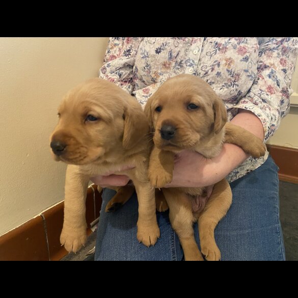 Labradoodle - Both