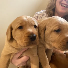 Labradoodle - Both