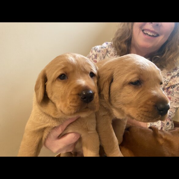 Labradoodle - Both