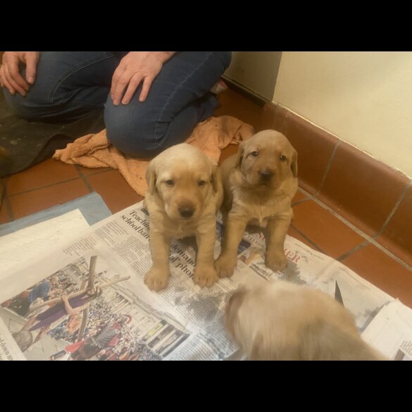 Labradoodle - Both