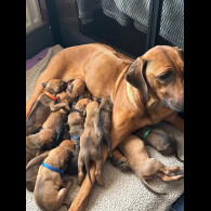 Rhodesian Ridgeback - Both
