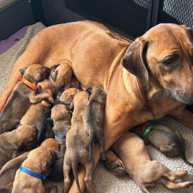 Rhodesian Ridgeback - Both