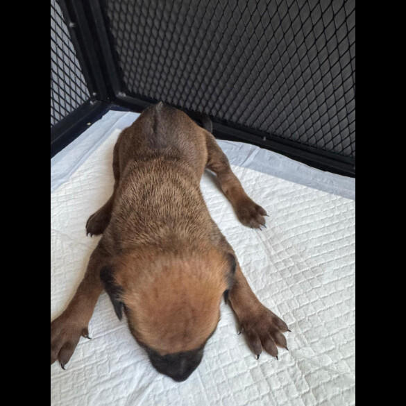 Rhodesian Ridgeback - Both