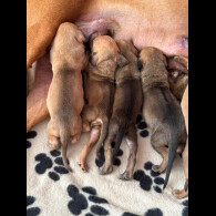Rhodesian Ridgeback - Both