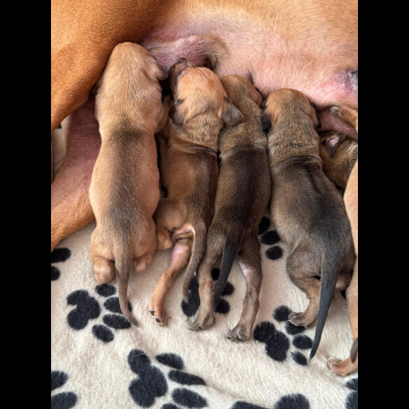 Rhodesian Ridgeback - Both