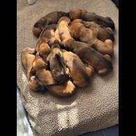 Rhodesian Ridgeback - Both