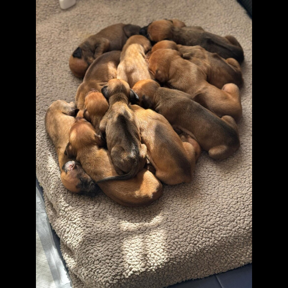 Rhodesian Ridgeback - Both