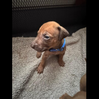Rhodesian Ridgeback - Both