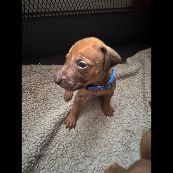 Rhodesian Ridgeback - Both