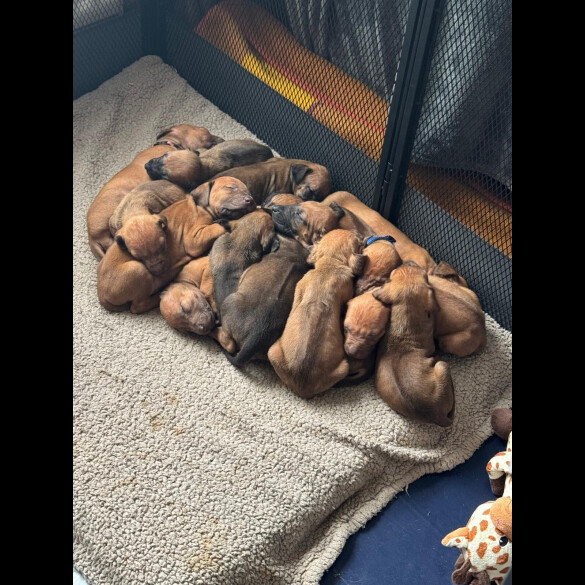 Rhodesian Ridgeback - Both