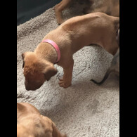 Rhodesian Ridgeback - Both