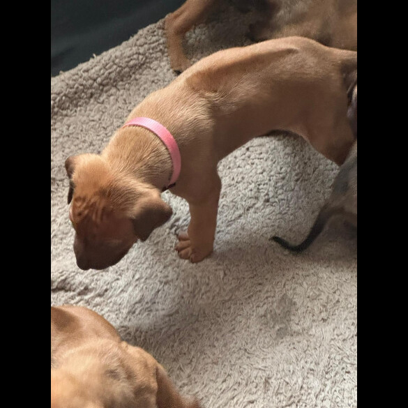 Rhodesian Ridgeback - Both