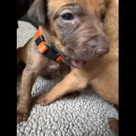 Rhodesian Ridgeback - Both