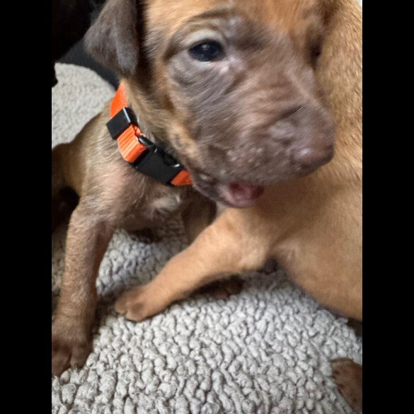 Rhodesian Ridgeback - Both