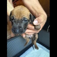 Rhodesian Ridgeback - Both