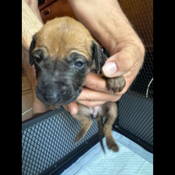 Rhodesian Ridgeback - Both