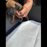 Rhodesian Ridgeback - Both