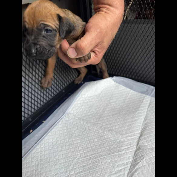 Rhodesian Ridgeback - Both