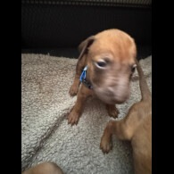 Rhodesian Ridgeback - Both
