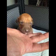 Rhodesian Ridgeback - Both