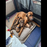 Rhodesian Ridgeback - Both