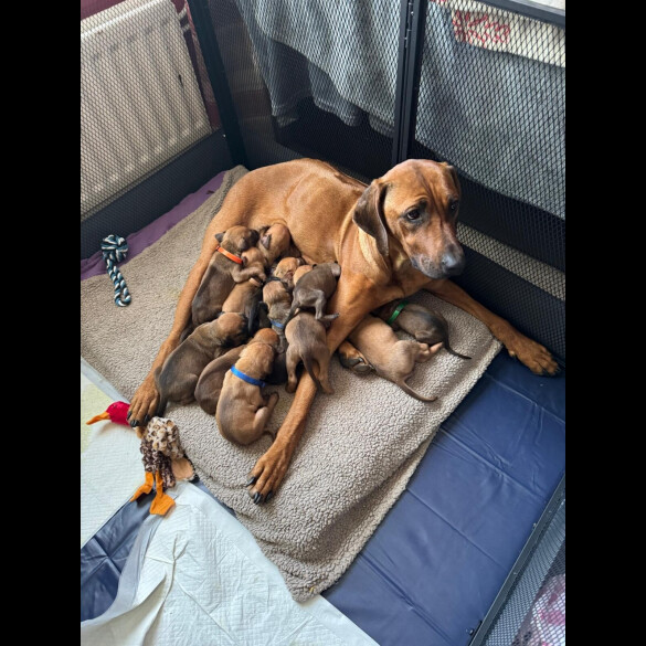 Rhodesian Ridgeback - Both