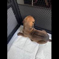 Rhodesian Ridgeback - Both
