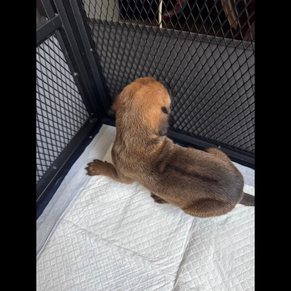 Rhodesian Ridgeback - Both