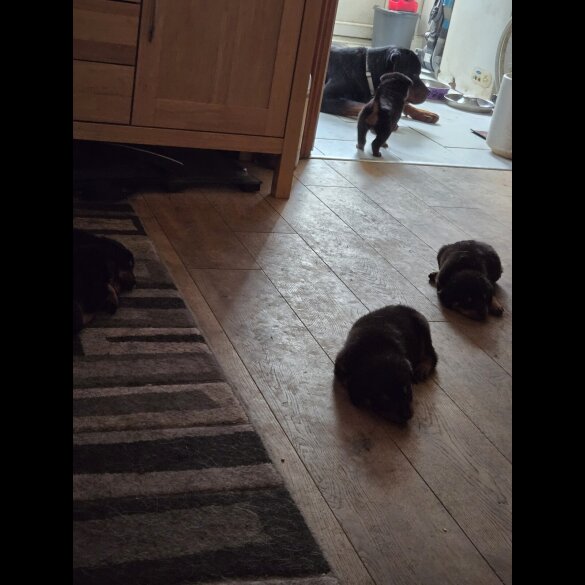 Rottweiler - Both