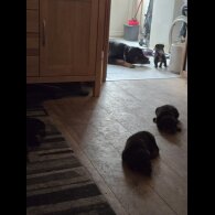 Rottweiler - Both