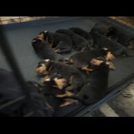 Rottweiler - Both