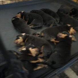 Rottweiler - Both