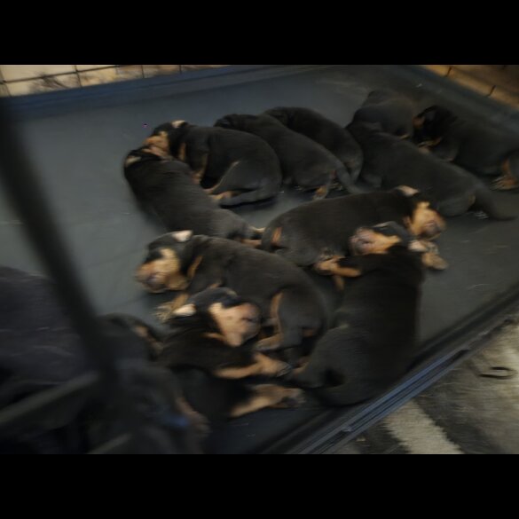 Rottweiler - Both