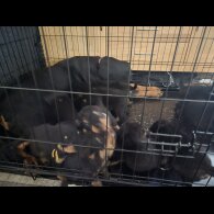 Rottweiler - Both