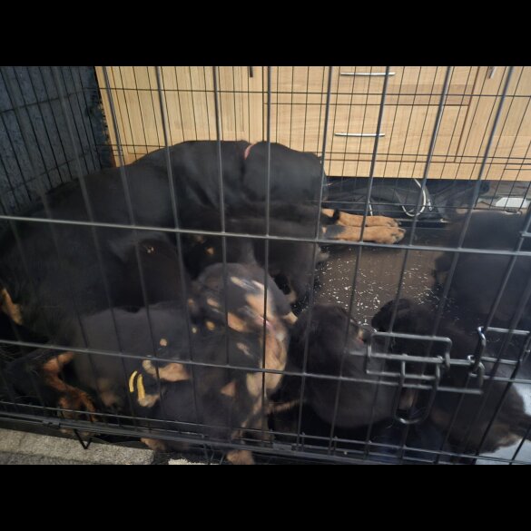 Rottweiler - Both