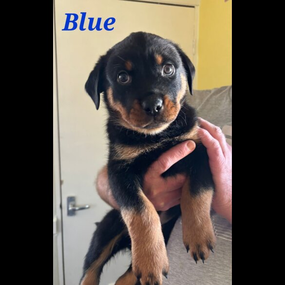 Rottweiler - Both
