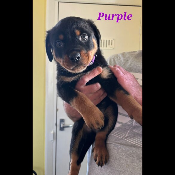 Rottweiler - Both