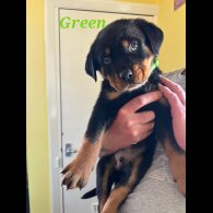 Rottweiler - Both