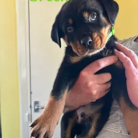 Rottweiler - Both