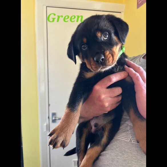 Rottweiler - Both
