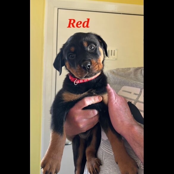 Rottweiler - Both