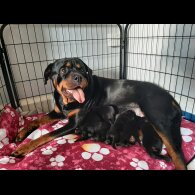 Rottweiler - Both