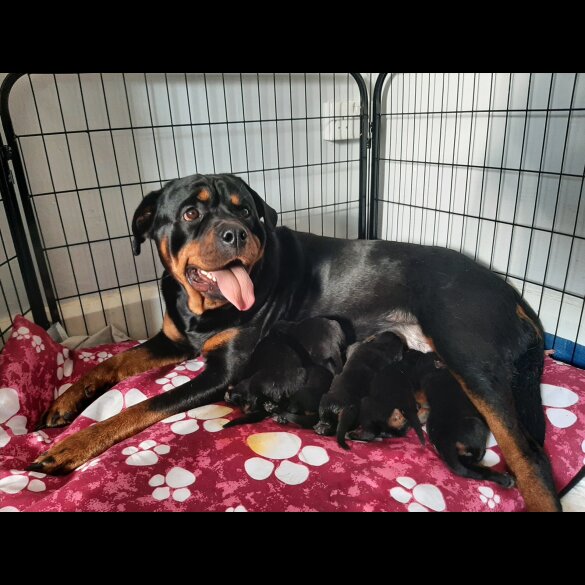 Rottweiler - Both