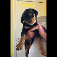 Rottweiler - Both
