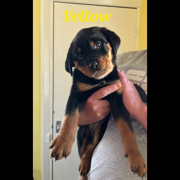 Rottweiler - Both