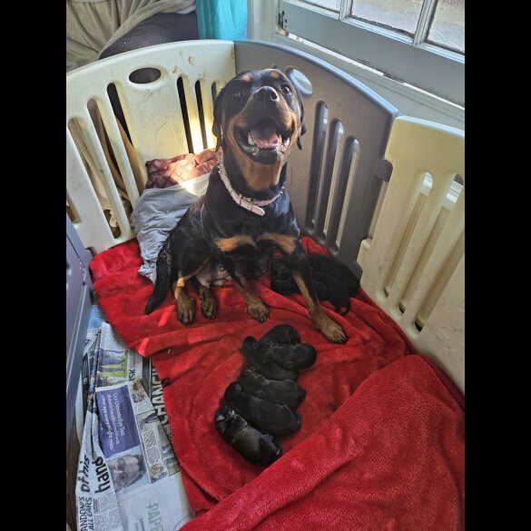 Rottweiler - Bitches